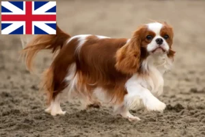 Read more about the article İngiltere’deki Cavalier King Charles Spaniel yetiştiricileri ve yavru köpekler