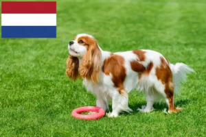 Read more about the article Hollanda’da Cavalier King Charles Spaniel yetiştiricileri ve köpek yavruları