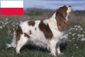 Read more about the article Polonya’da Cavalier King Charles Spaniel yetiştiricileri ve köpek yavruları