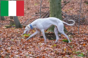 Read more about the article İtalya’daki Chart Polski yetiştiricileri ve yavru köpekler