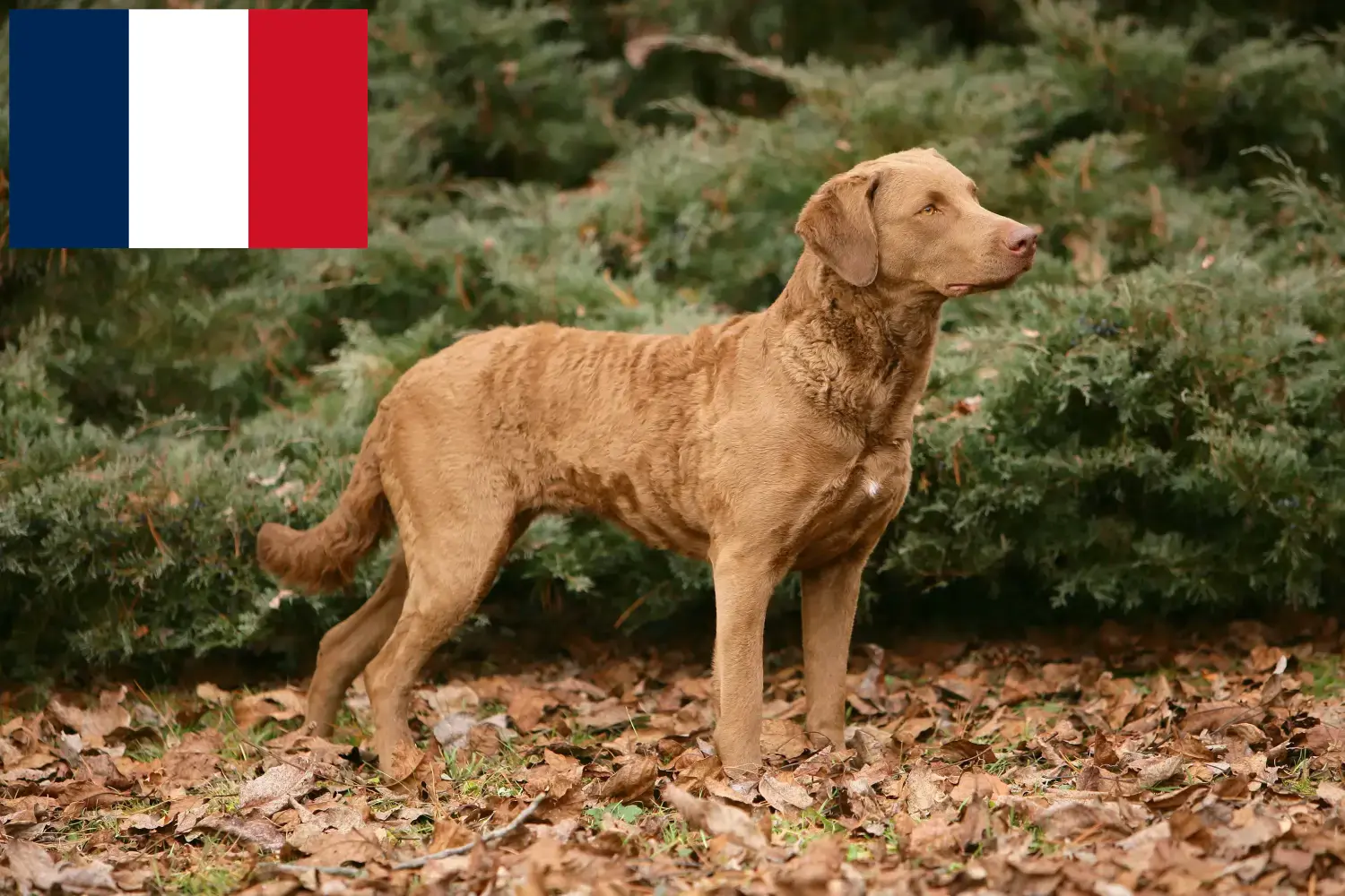 Read more about the article Fransa’da Chesapeake Bay Retriever yetiştiricileri ve köpek yavruları