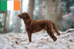 Read more about the article İrlanda’da Chesapeake Bay Retriever yetiştiricileri ve köpek yavruları
