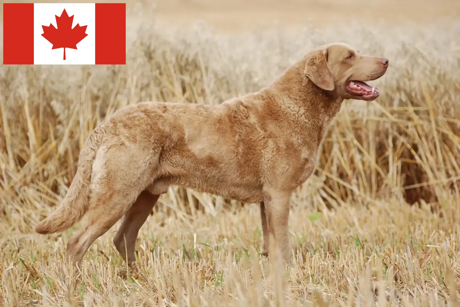 Read more about the article Kanada’da Chesapeake Bay Retriever yetiştiricileri ve köpek yavruları
