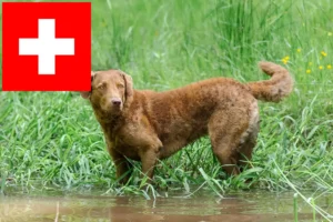 Read more about the article İsviçre’de Chesapeake Bay Retriever yetiştiricileri ve köpek yavruları