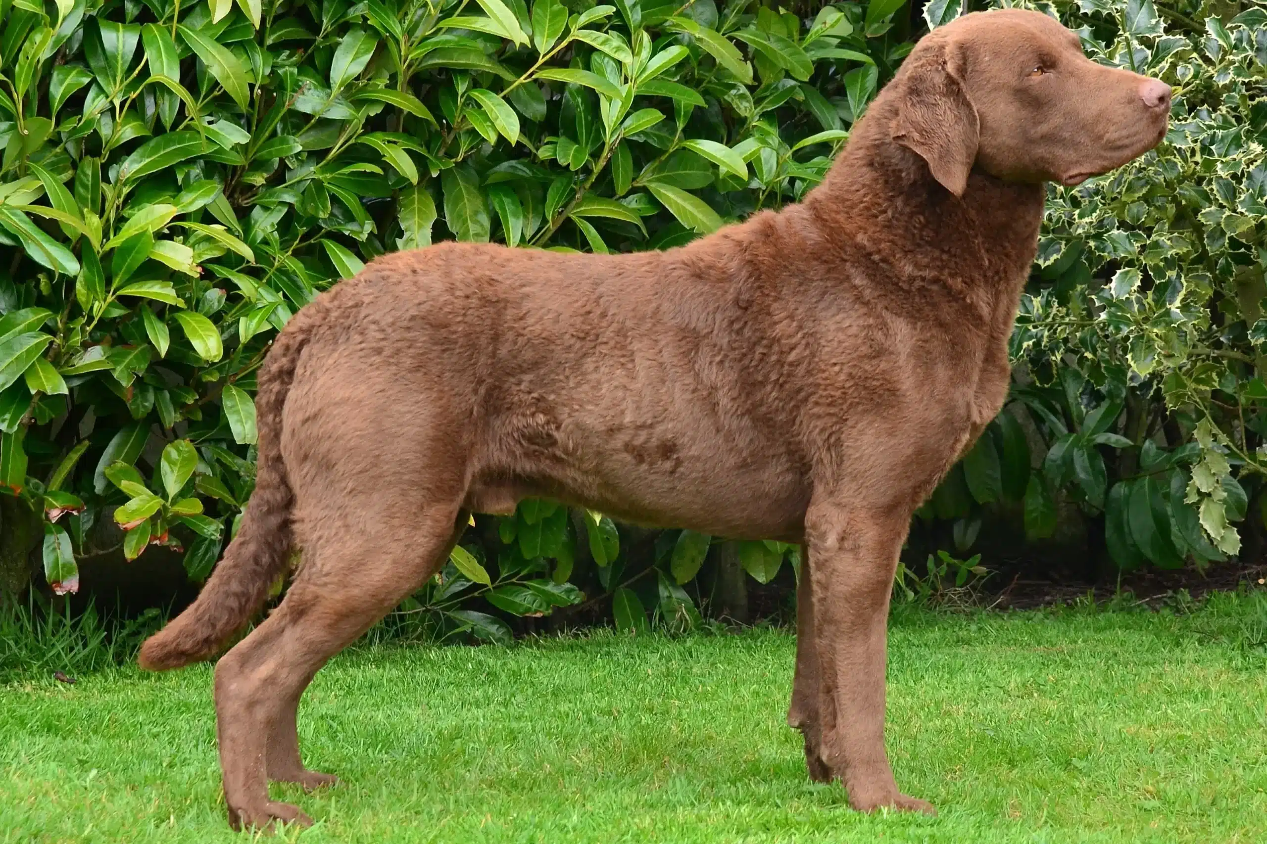 Read more about the article Chesapeake Bay Retriever Yetiştiricisi