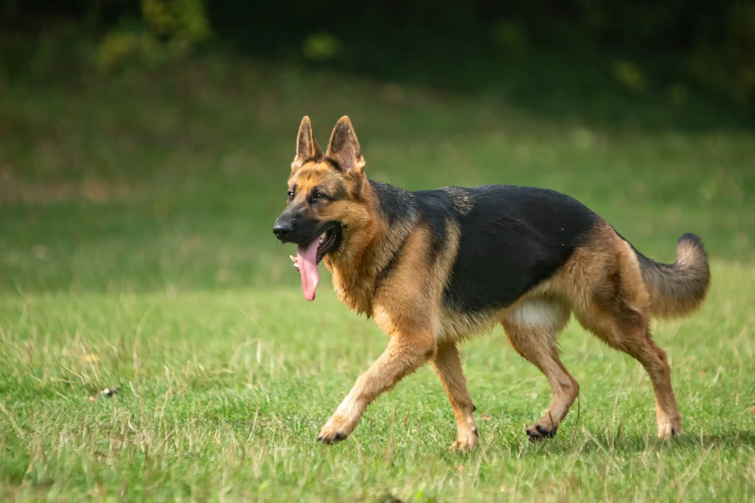 Read more about the article Çoban köpeği yetiştiricisi