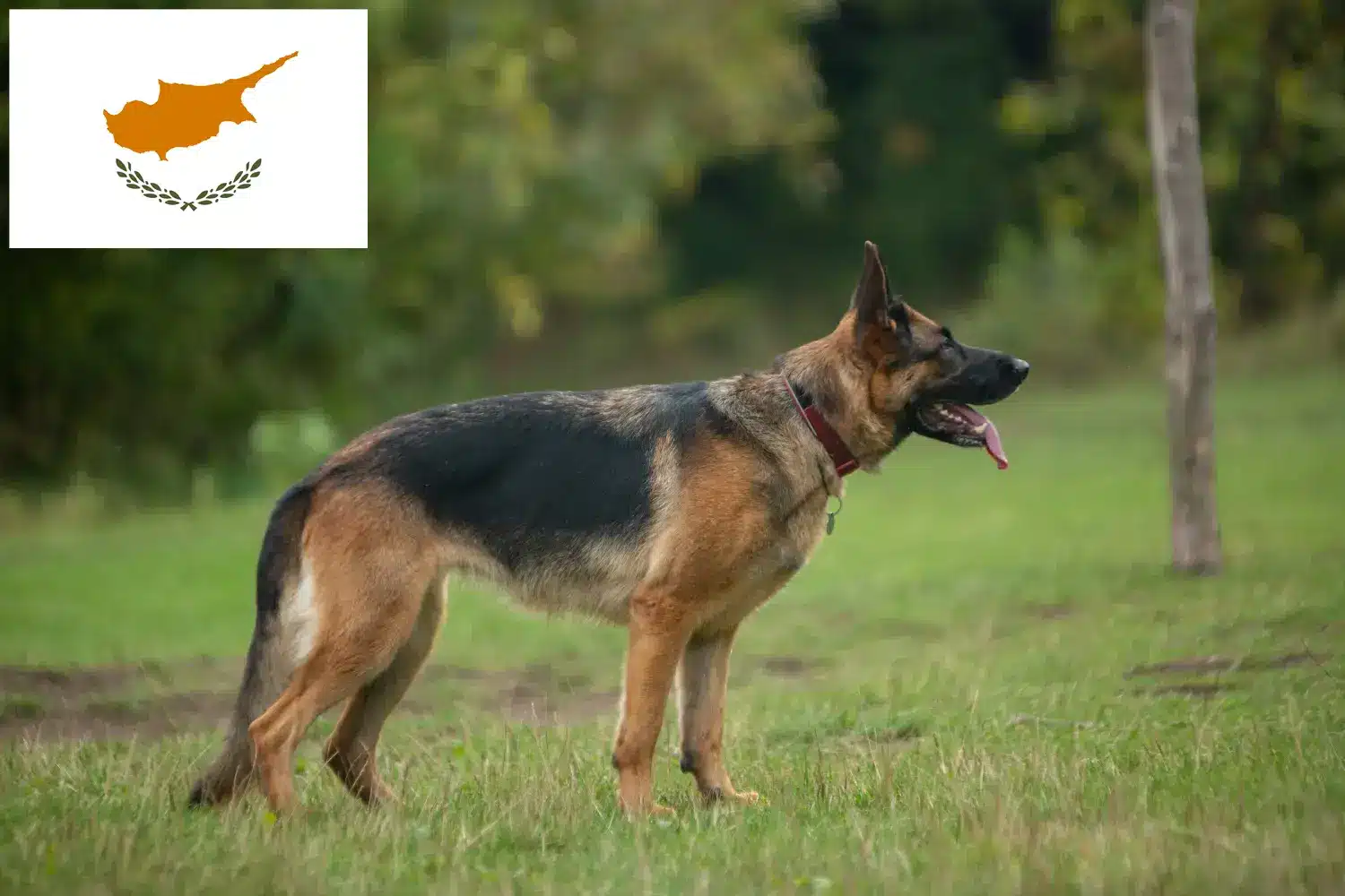Read more about the article Kıbrıs’ta çoban köpeği yetiştiricileri ve yavruları