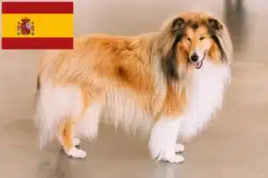 Read more about the article İspanya’da Collie yetiştiricileri ve köpek yavruları
