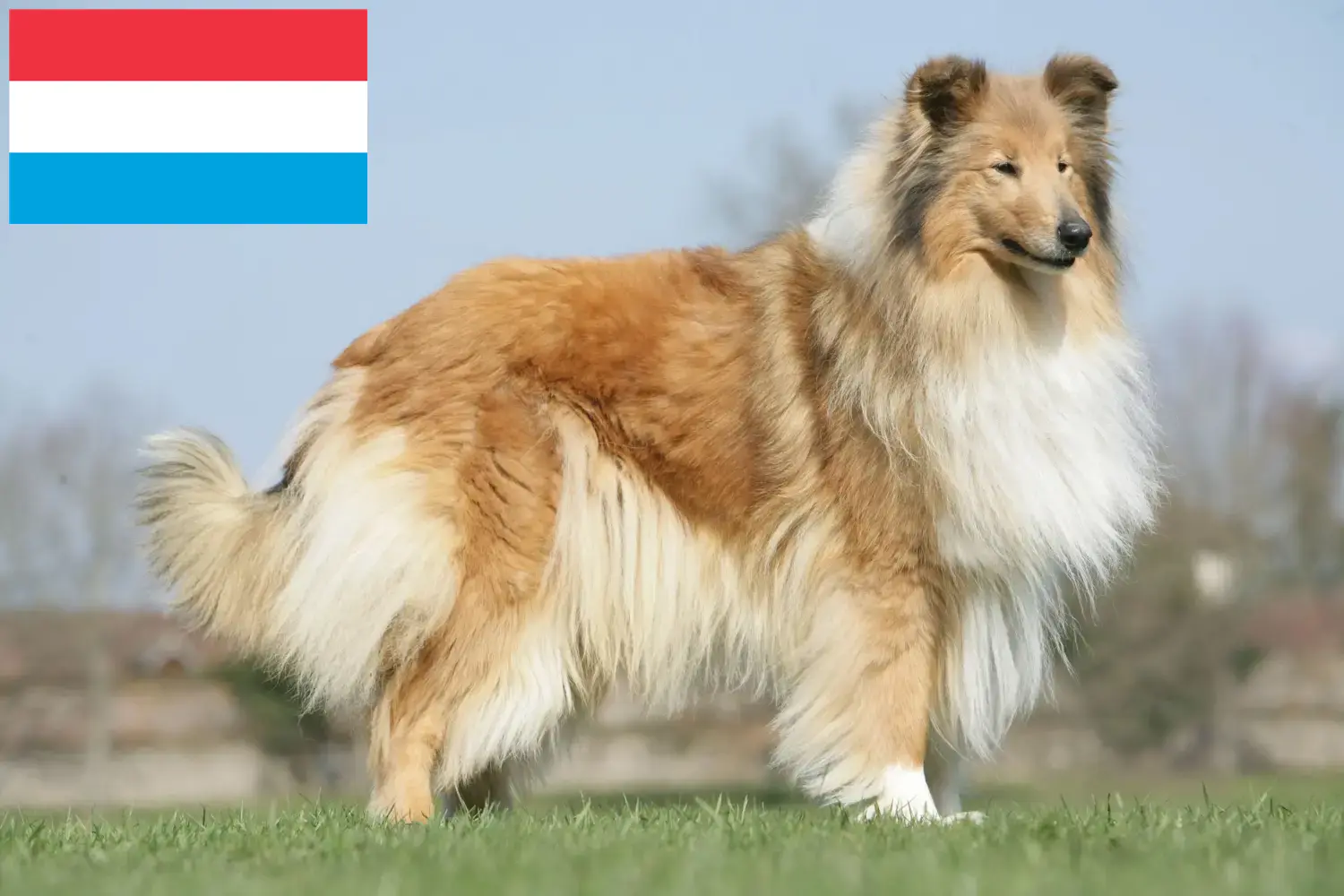 Read more about the article Lüksemburg’da Collie yetiştiricileri ve köpek yavruları