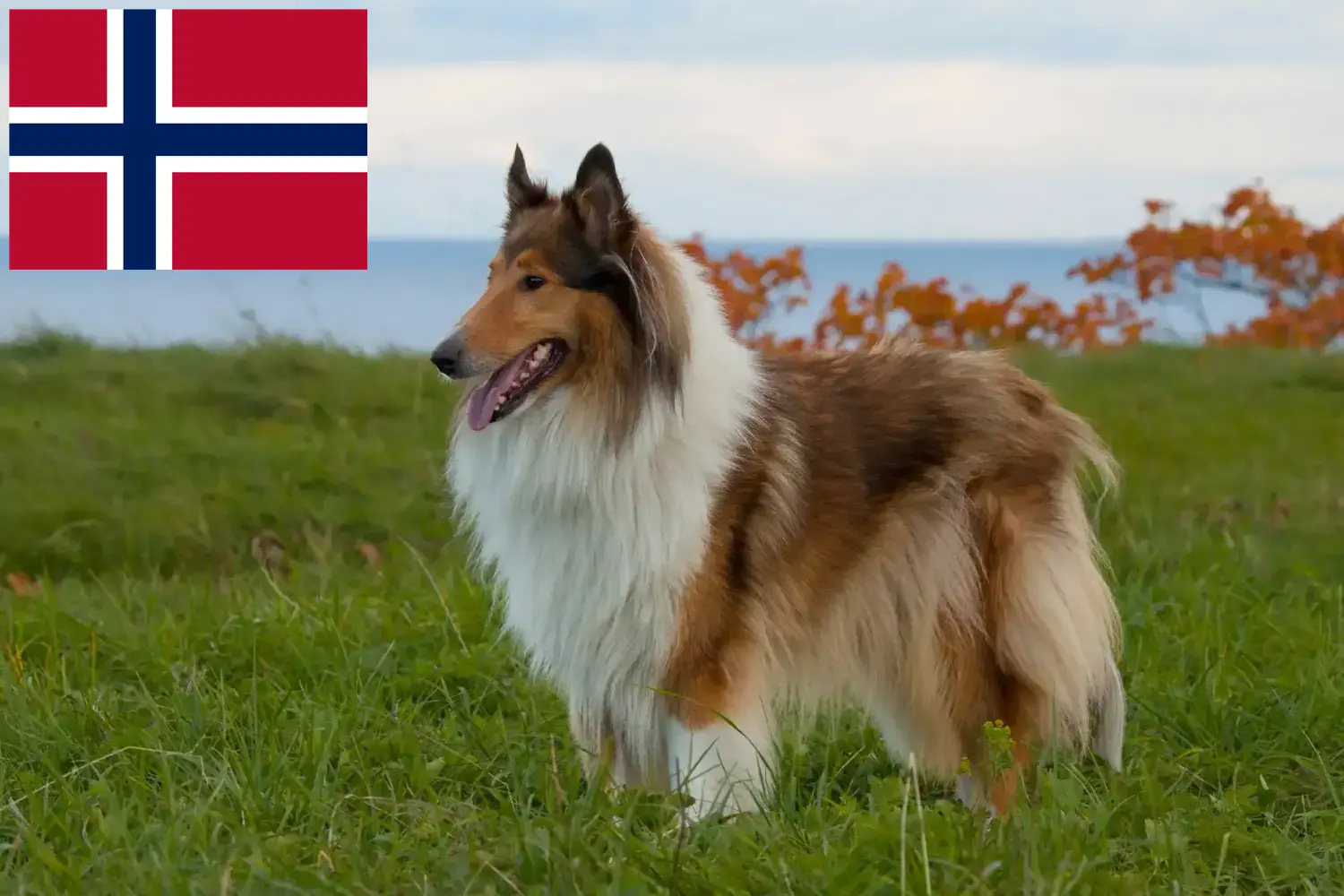 Read more about the article Norveç’teki Collie yetiştiricileri ve yavru köpekler