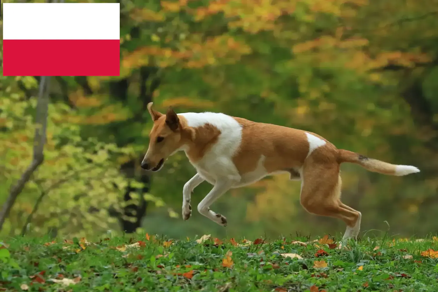 Read more about the article Polonya’da Collie yetiştiricileri ve köpek yavruları