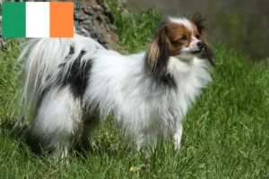 Read more about the article İrlanda’da Continental Dwarf Spaniel Yetiştiricisi ve Yavruları
