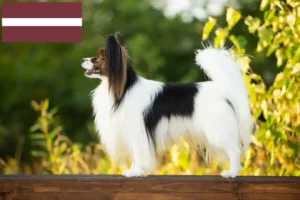 Read more about the article Letonya’da Continental Dwarf Spaniel Yetiştiricisi ve Yavru Köpekler