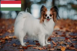 Read more about the article Macaristan’da Continental Dwarf Spaniel Yetiştiricisi ve Yavru Köpekler