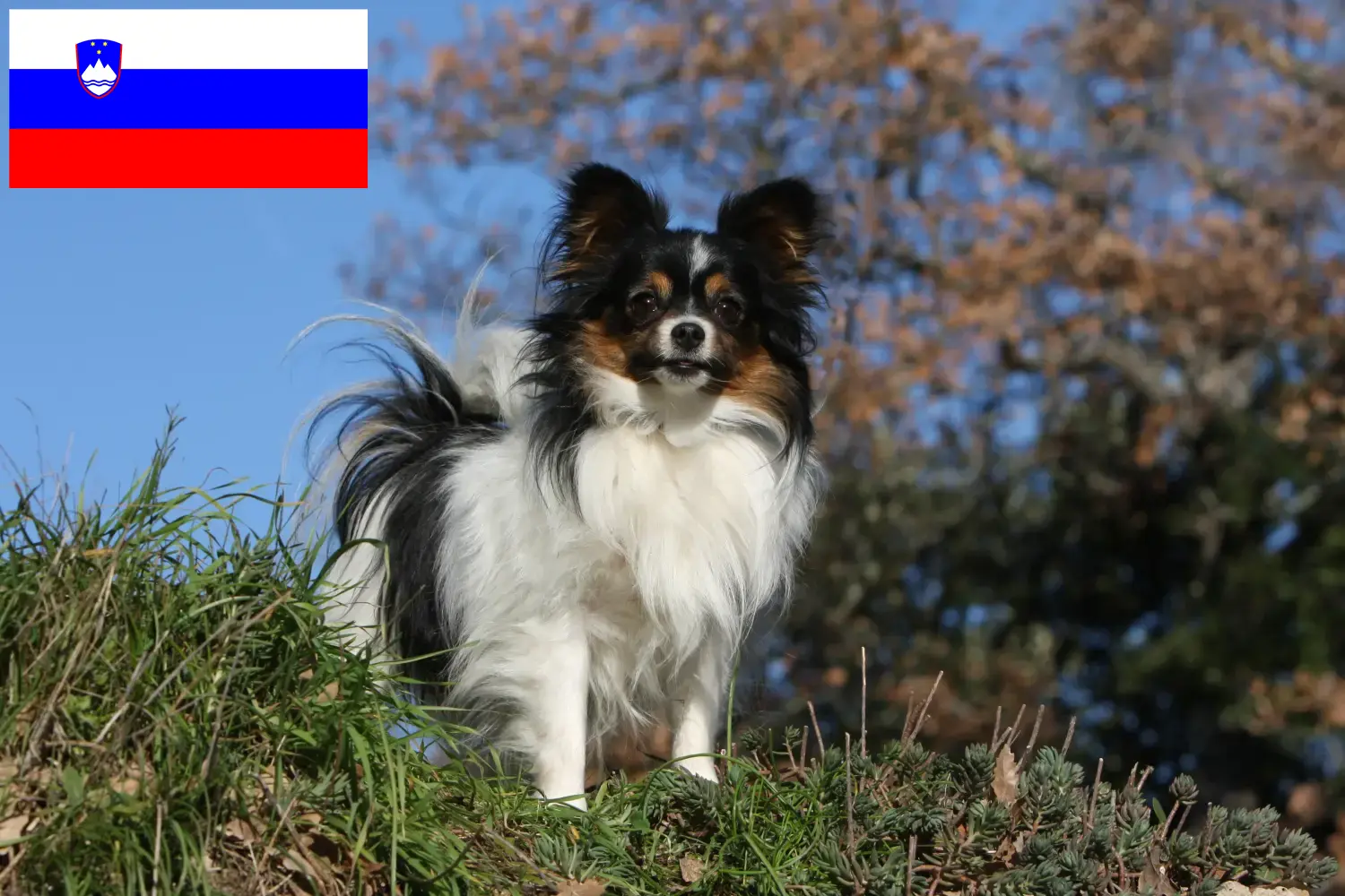 Continental Miniature Spaniel yavru köpek ve yetiştiricileri Slovenya Slovenya'daki Continental Dwarf Spaniels yetiştiricilerini bulun.