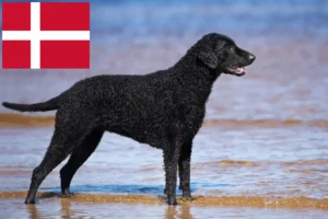 Read more about the article Danimarka’da Curly Coated Retriever yetiştiricileri ve köpek yavruları