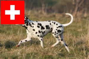 Read more about the article İsviçre’deki Dalmaçyalı yetiştiricileri ve köpek yavruları