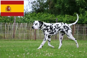 Read more about the article İspanya’daki Dalmaçyalı yetiştiricileri ve köpek yavruları