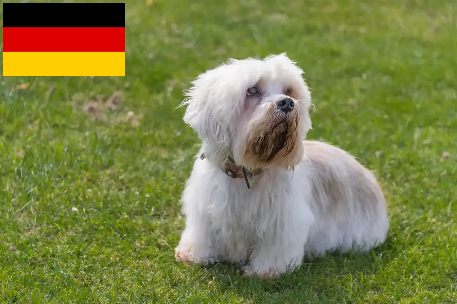 Read more about the article Almanya’da Dandie Dinmont Terrier yetiştiricileri ve köpek yavruları
