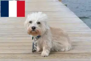 Read more about the article Fransa’da Dandie Dinmont Terrier yetiştiricileri ve köpek yavruları
