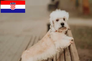 Read more about the article Hırvatistan’da Dandie Dinmont Terrier yetiştiricileri ve köpek yavruları