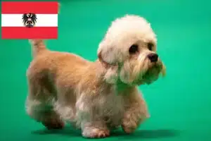 Read more about the article Avusturya’da Dandie Dinmont Terrier yetiştiricileri ve köpek yavruları