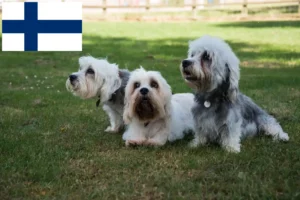 Read more about the article Finlandiya’da Dandie Dinmont Terrier yetiştiricileri ve köpek yavruları