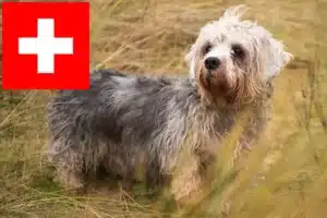 Read more about the article İsviçre’de Dandie Dinmont Terrier yetiştiricileri ve köpek yavruları