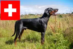 Read more about the article İsviçre’deki Dobermann yetiştiricileri ve köpek yavruları