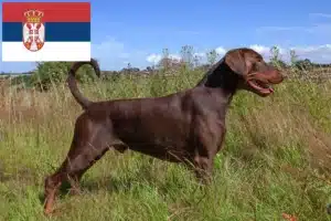 Read more about the article Sırbistan’daki Doberman yetiştiricileri ve yavru köpekler