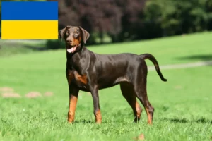 Read more about the article Ukrayna’daki Doberman yetiştiricileri ve yavru köpekler