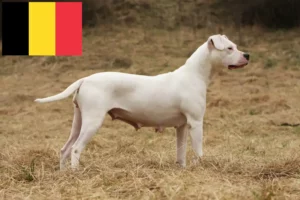 Read more about the article Belçika’da Dogo Argentino yetiştiricileri ve köpek yavruları