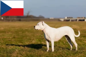 Read more about the article Çek Cumhuriyeti’nde Dogo Argentino yetiştiricileri ve yavru köpekler
