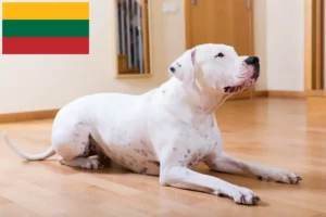 Read more about the article Litvanya’da Dogo Argentino yetiştiricileri ve köpek yavruları