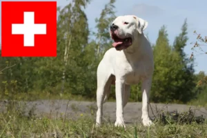 Read more about the article İsviçre’de Dogo Argentino yetiştiricileri ve köpek yavruları