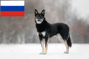 Read more about the article Rusya’da Doğu Avrupa Çoban Köpeği Yetiştiricisi ve Yavruları