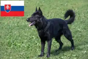 Read more about the article Slovakya’da Doğu Avrupa Çoban Köpeği Yetiştiricisi ve Yavruları