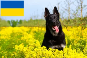 Read more about the article Ukrayna’da Doğu Avrupa Çoban Köpeği Yetiştiricisi ve Yavruları