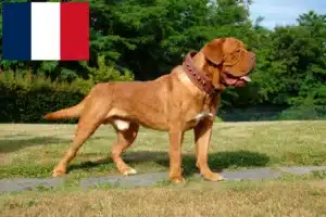 Read more about the article Fransa’da Dogue de Bordeaux yetiştiricileri ve yavru köpekler