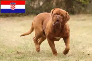 Read more about the article Hırvatistan’da Dogue de Bordeaux yetiştiricileri ve köpek yavruları