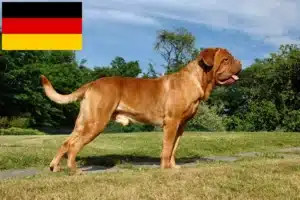 Read more about the article Almanya’da Dogue de Bordeaux yetiştiricileri ve yavru köpekler