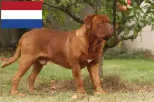Read more about the article Hollanda’da Dogue de Bordeaux yetiştiricileri ve köpek yavruları