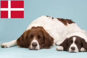 Read more about the article Danimarka’da Drentse Patrijshond yetiştiricileri ve köpek yavruları
