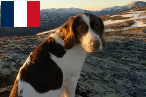 Read more about the article Fransa’da Drentse Patrijshond yetiştiricileri ve köpek yavruları