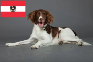 Read more about the article Avusturya’da Drentse Patrijshond yetiştiricileri ve köpek yavruları