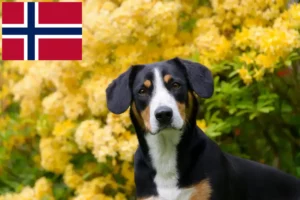 Read more about the article Norveç’te Entlebuch Dağ Köpeği Yetiştiricisi ve Yavruları