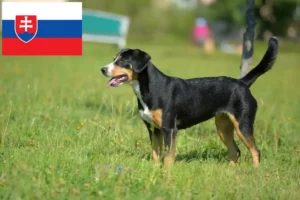 Read more about the article Slovakya’da Entlebuch Dağ Köpeği Yetiştiricisi ve Yavruları