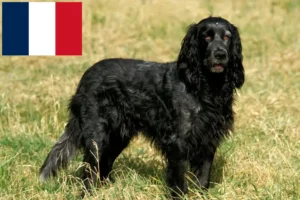Read more about the article Fransa’da Epagneul Bleu de Picardie yetiştiricileri ve köpek yavruları