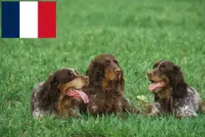 Read more about the article Fransa’da Épagneul Picard yetiştiricileri ve köpek yavruları