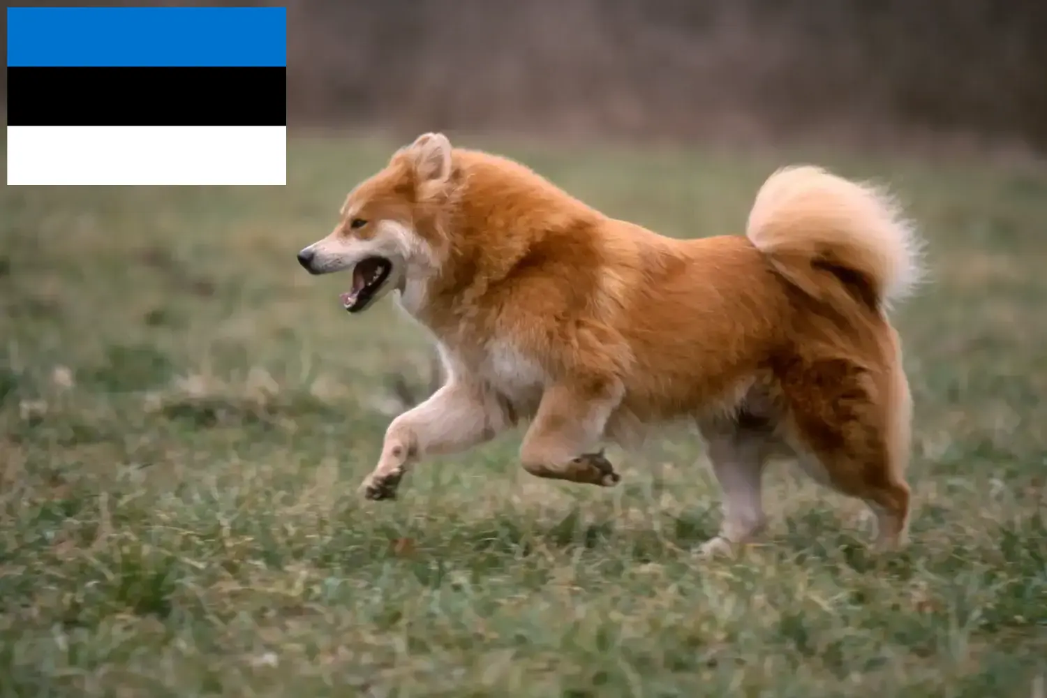 Read more about the article Estonya’da Eurasier yetiştiricileri ve köpek yavruları